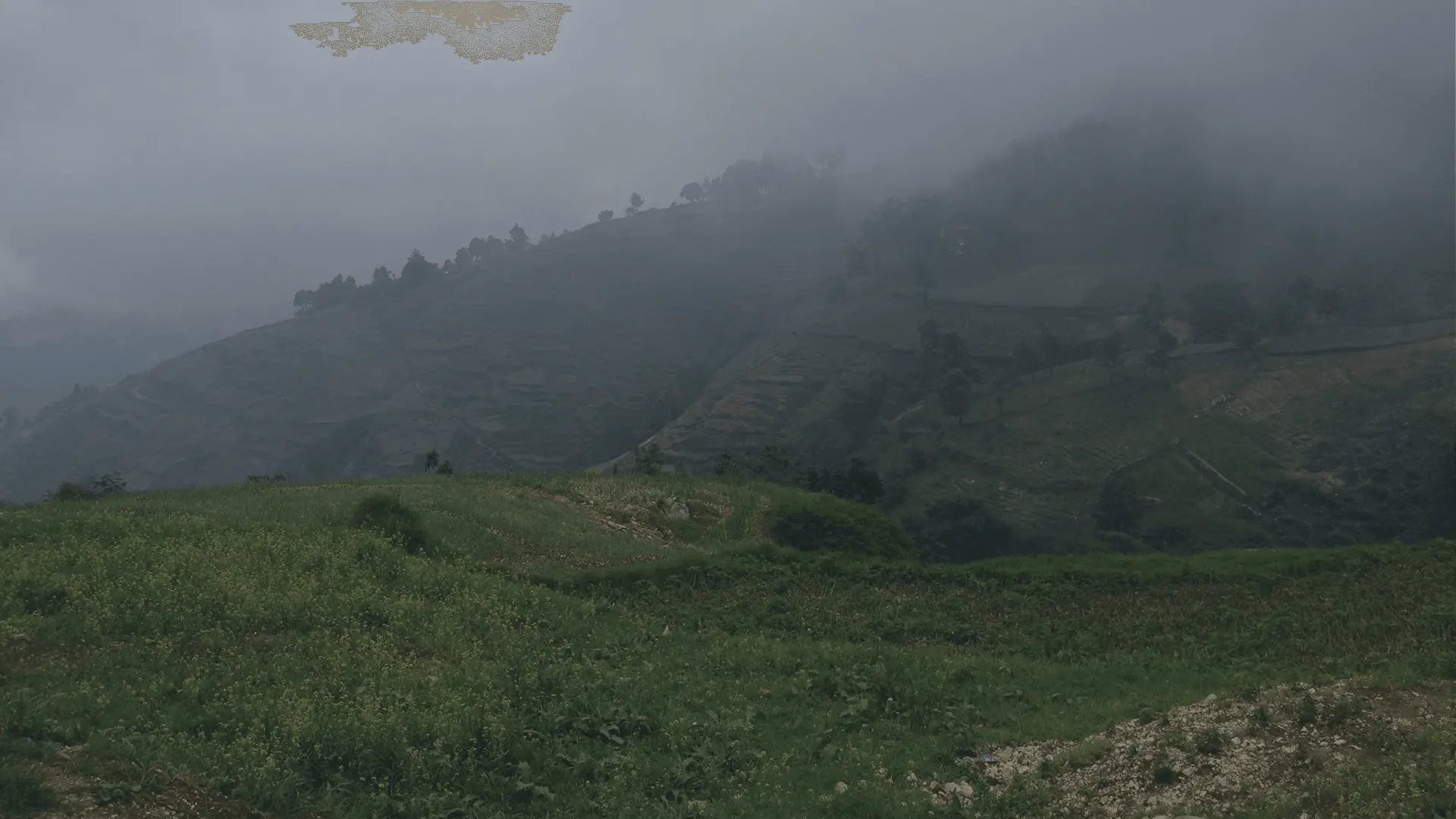 Singing Rooster - Ethical Trade Co