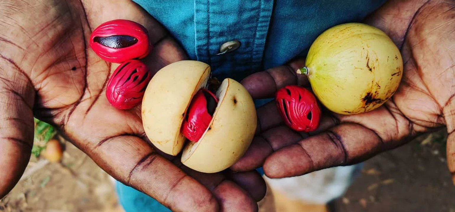 Hands holding red and yellow fruits, possibly nutmegs, against a blurred background.