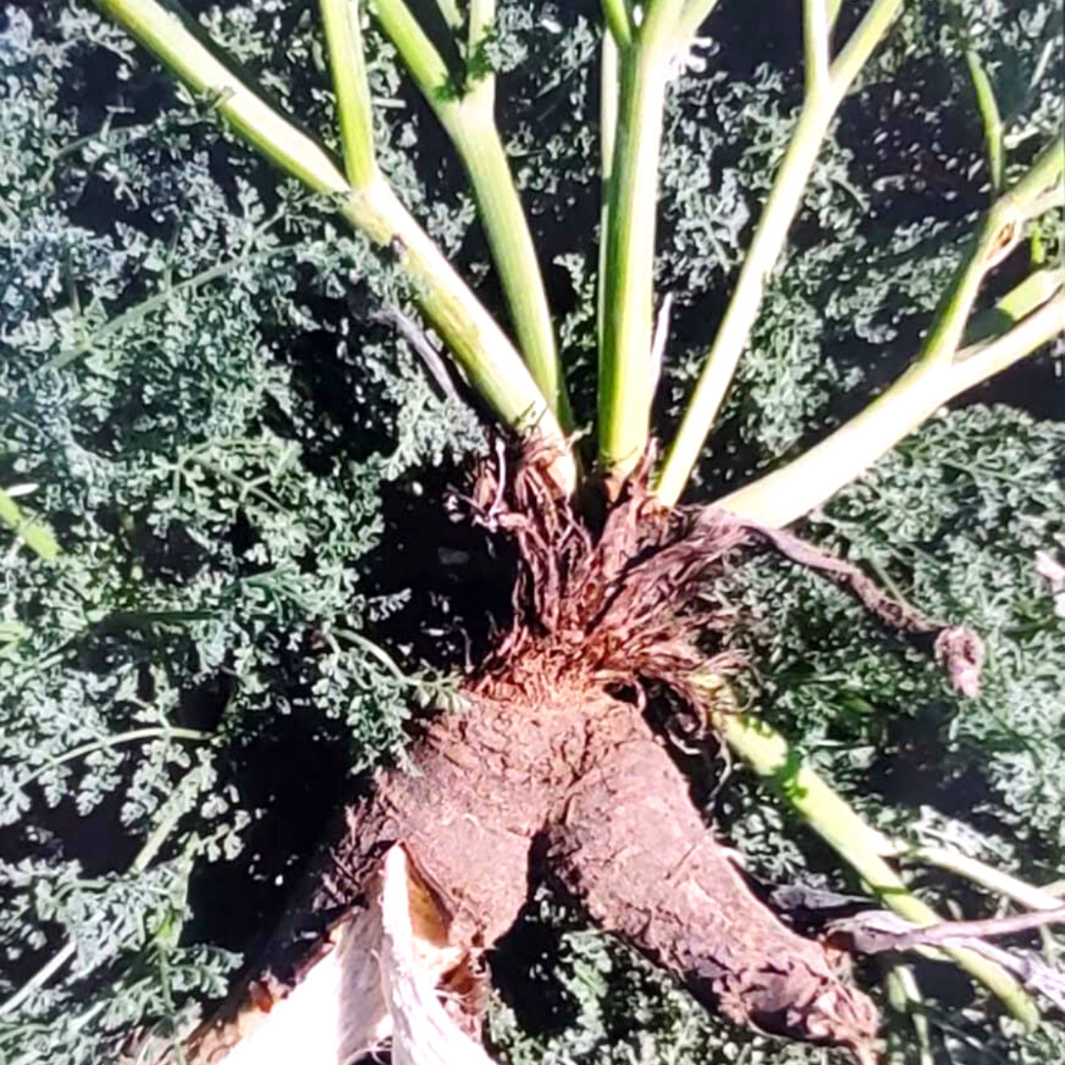 Wild Hing (Asafoetida) - Single Origin Spice & Seasoning