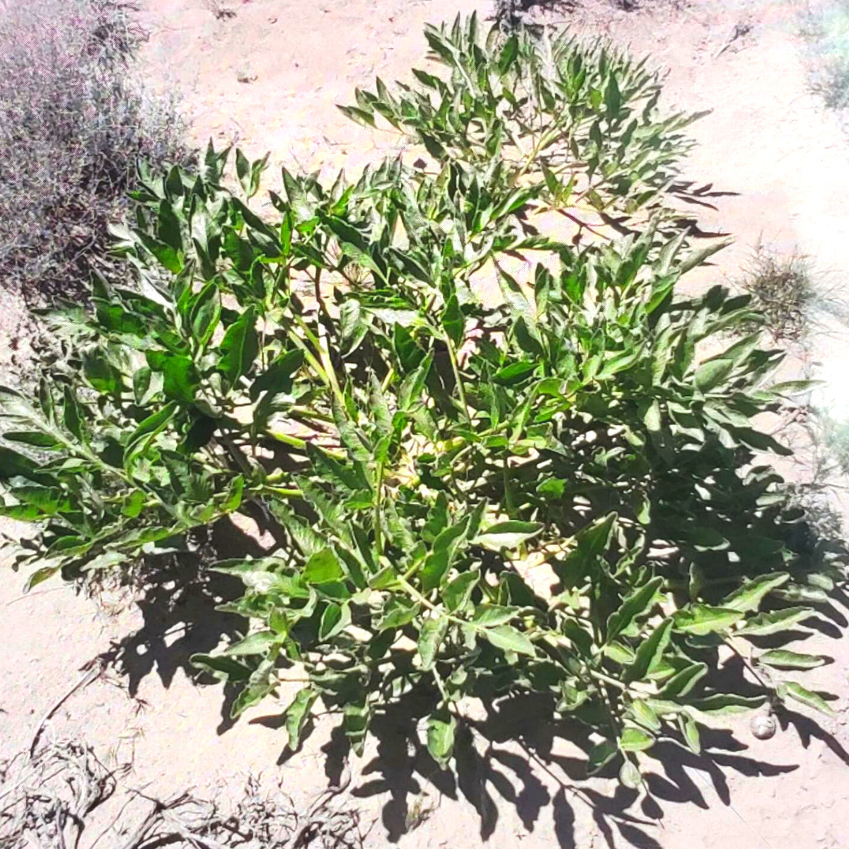 Wild Hing (Asafoetida) - Single Origin Spice & Seasoning