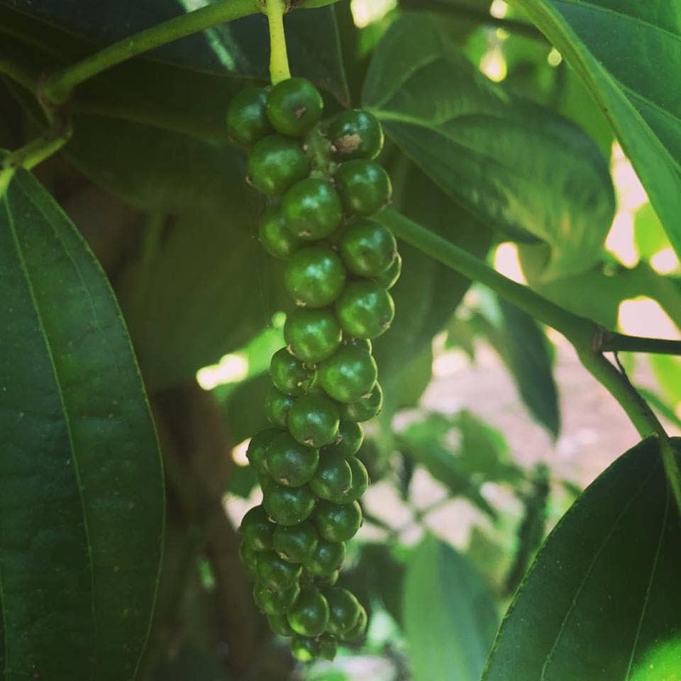 Zanzibar Black Peppercorns - Single Origin Spice & Seasoning