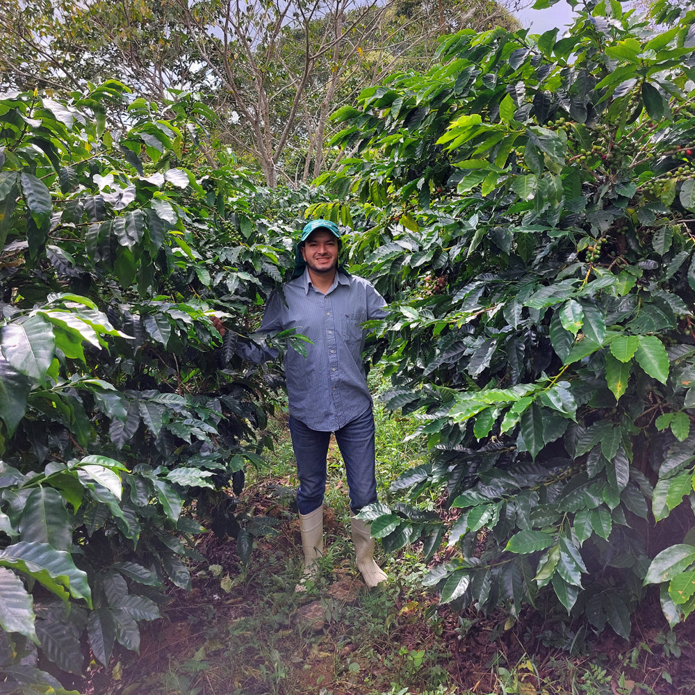 Honduran Espresso Blend – Medium-Dark Roast Specialty Coffee, 6-Pack 4.5lb