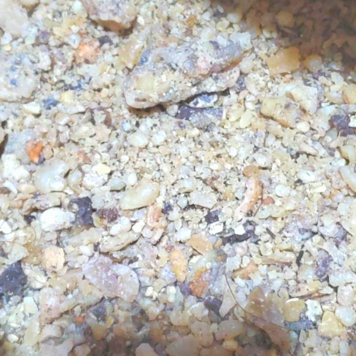 Wild Hing (Asafoetida) - Single Origin Spice & Seasoning