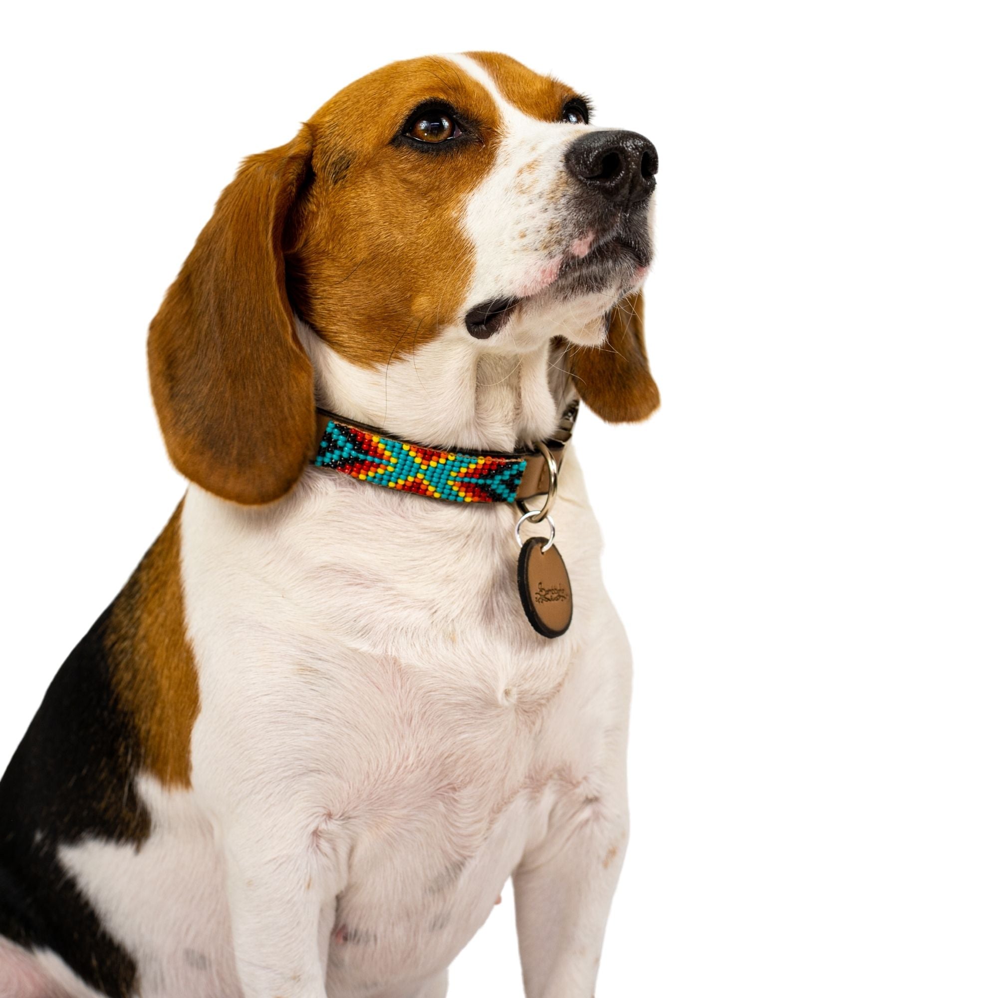 Bahamas dog collar (quick release)