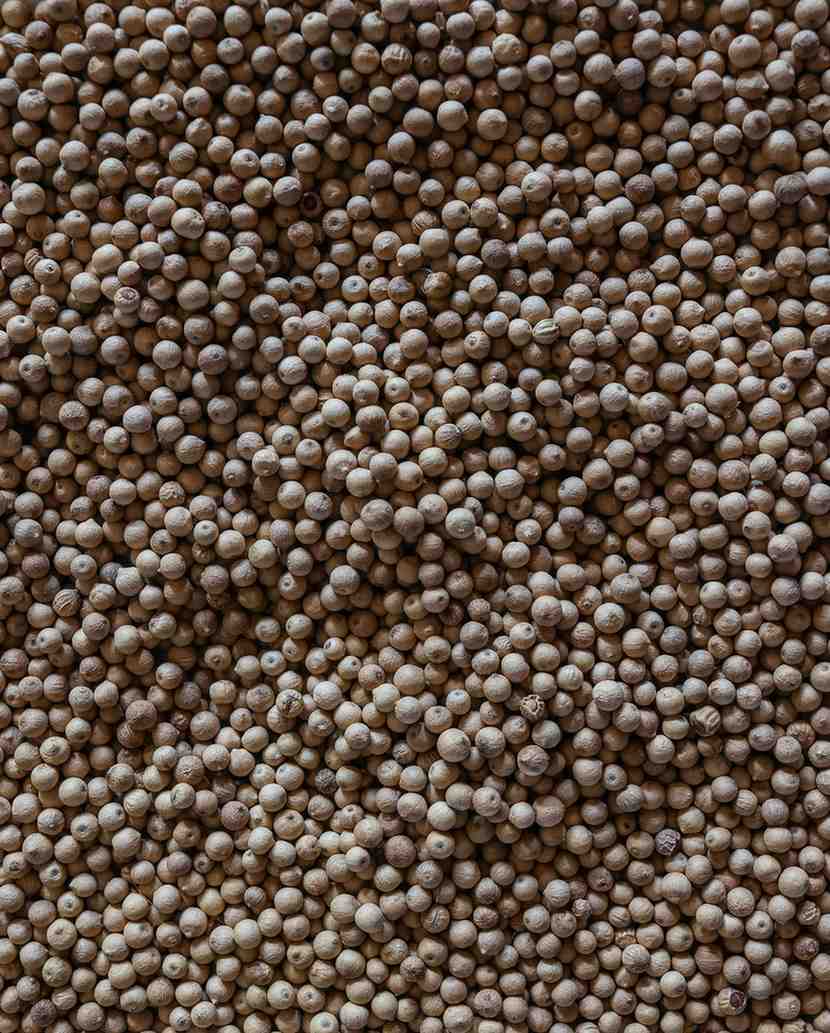 Aranya White Pepper