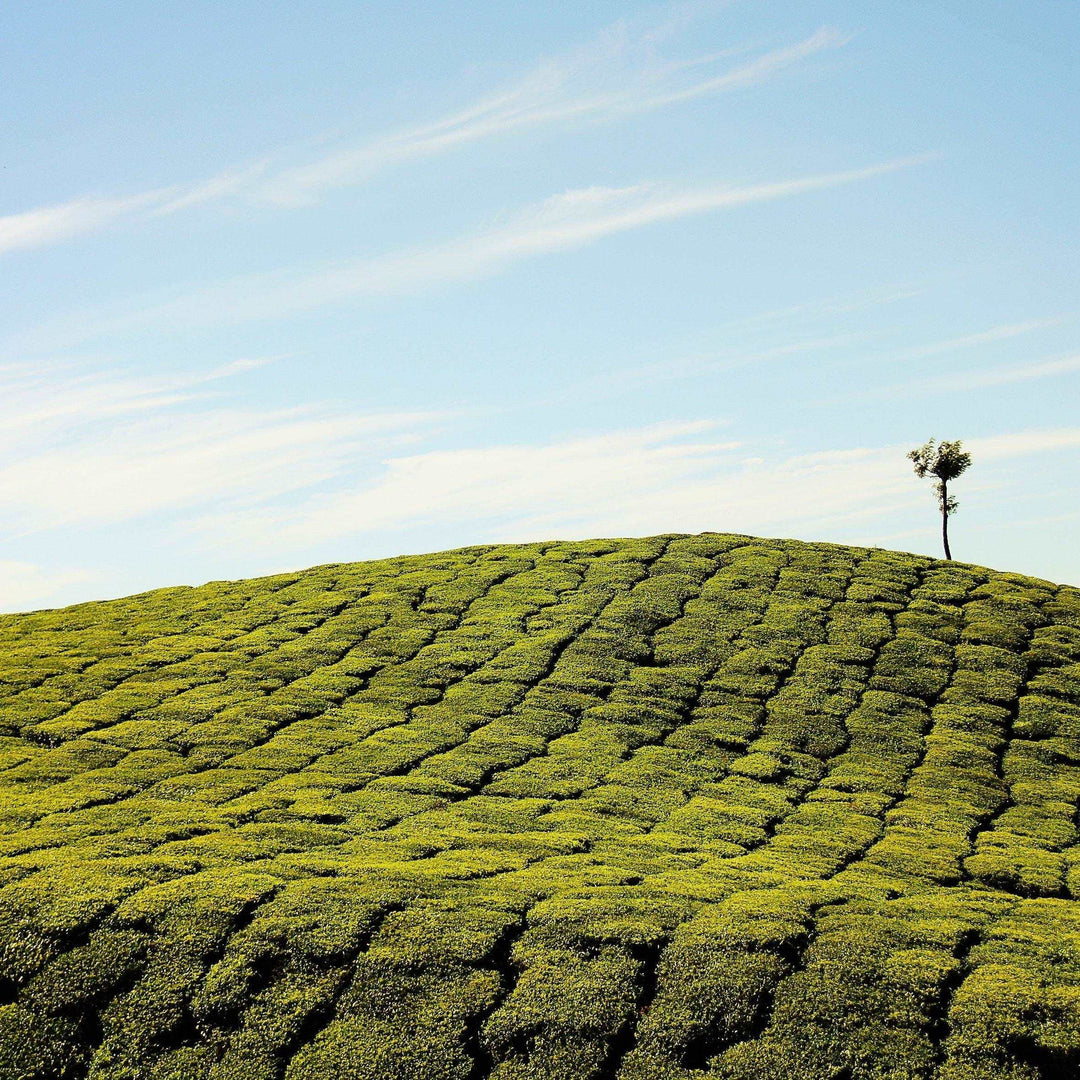 Level Ground Trading - Fair Trade Indian Green Tea - Tea - Ethical Trading Company