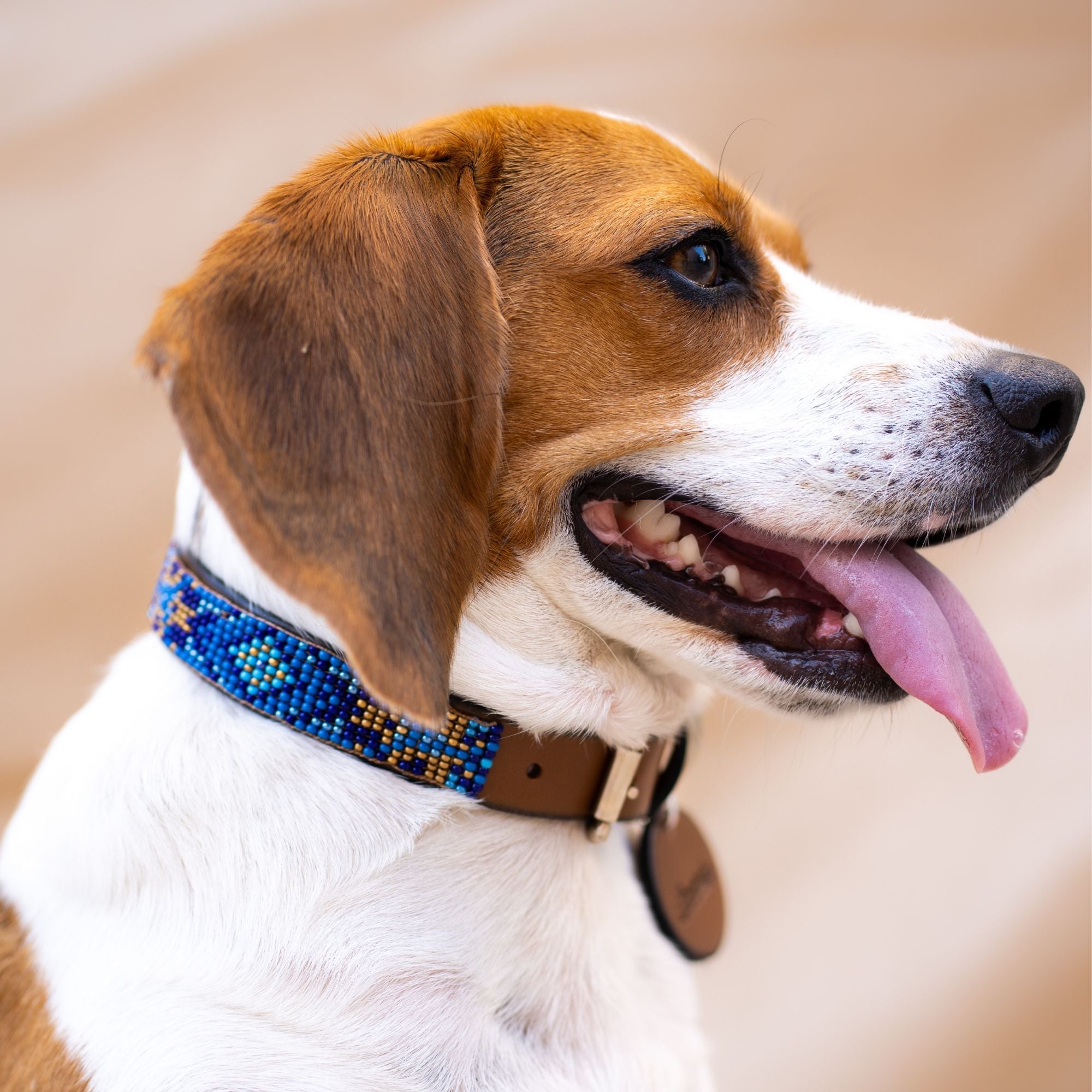 Maldives Sambboho dog collar (Glam Collection)