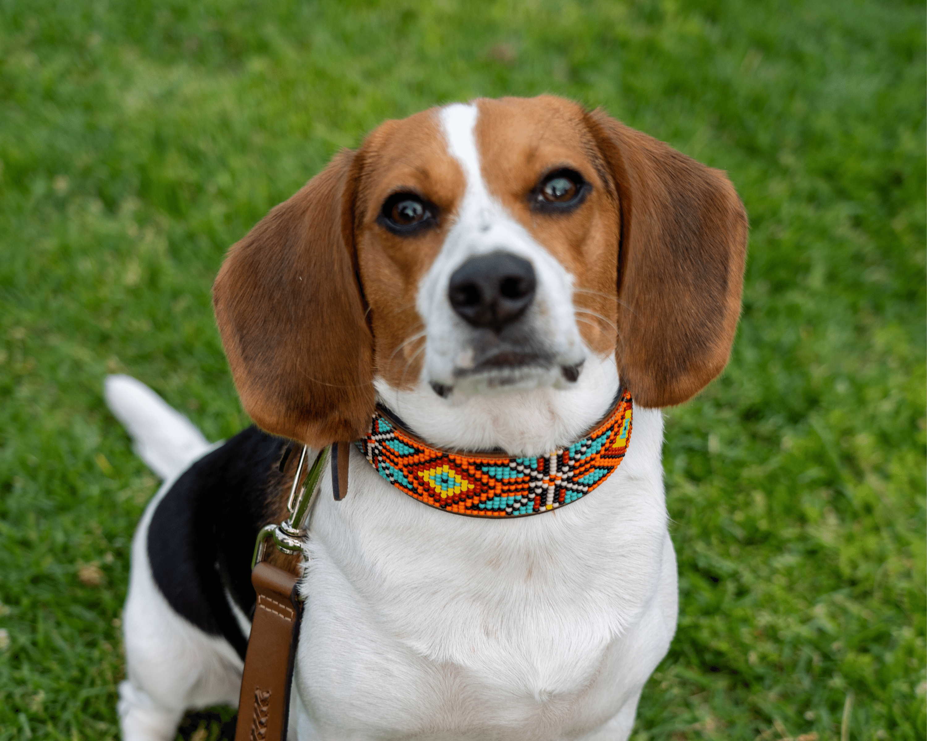 Maui Sambboho dog collar (made to order)