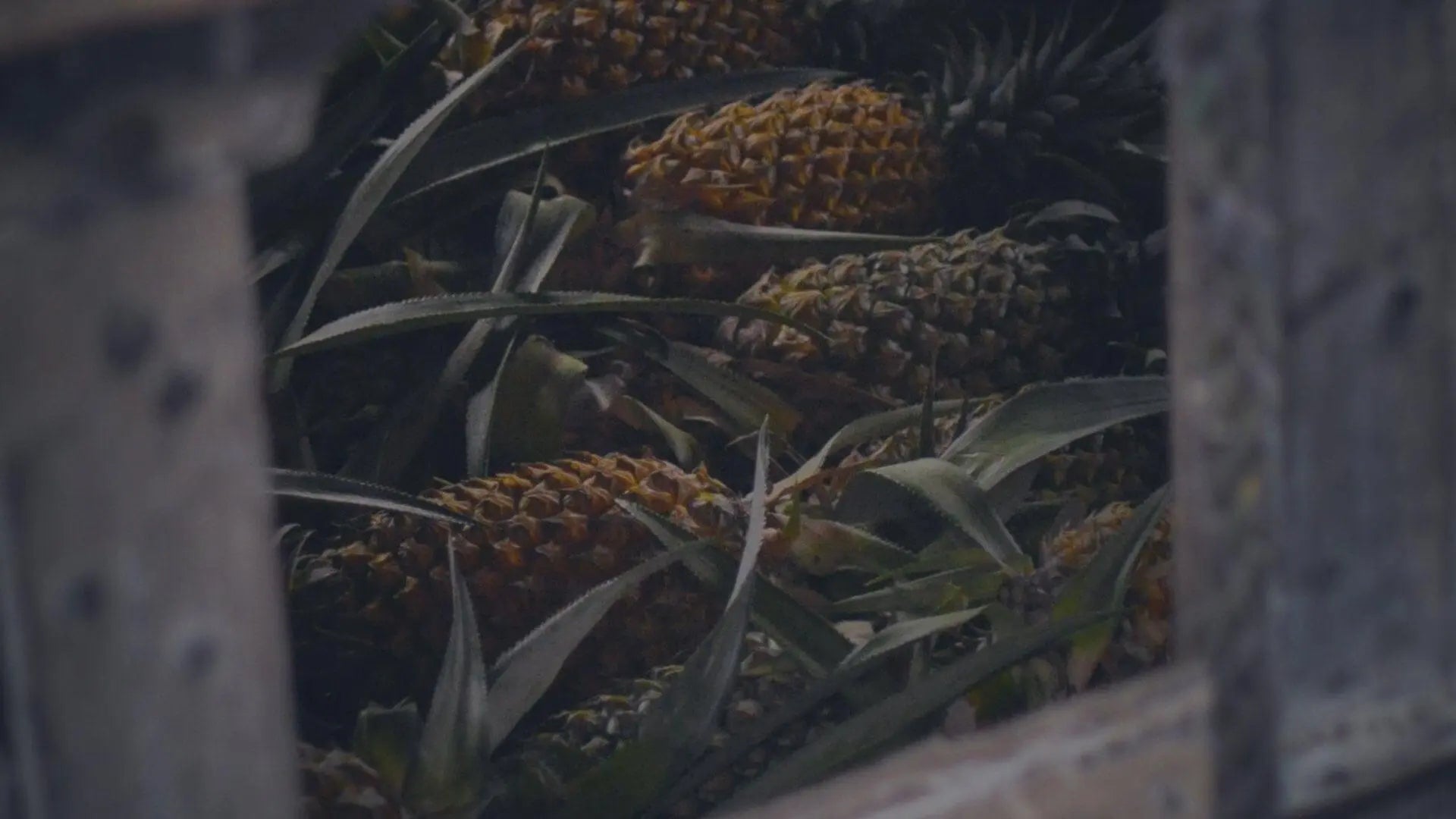 Dried Fruit - Ethical Trade Co