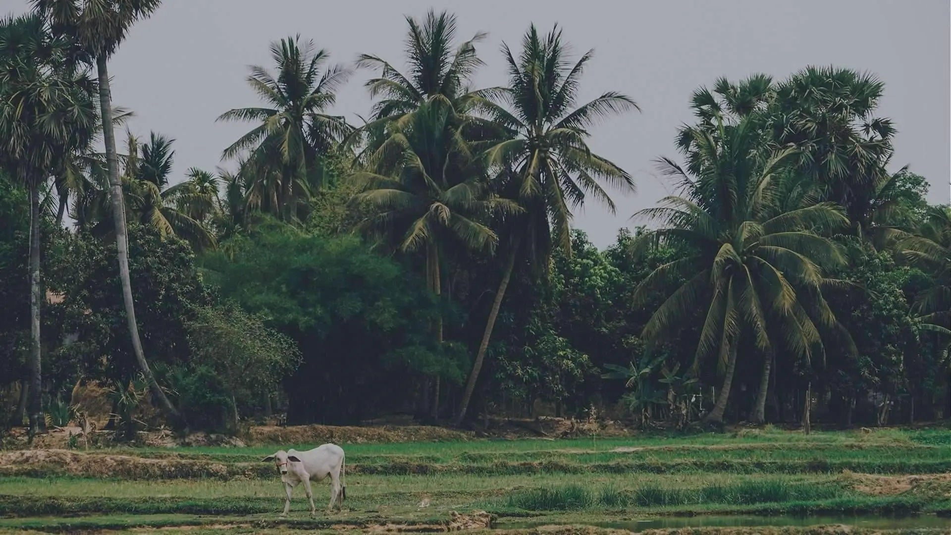 Sak Saum - Ethical Trade Co