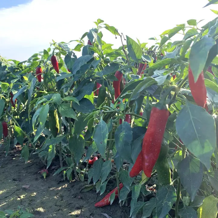 Szegedi 178 Hot Paprika - Single Origin Spice & Seasoning