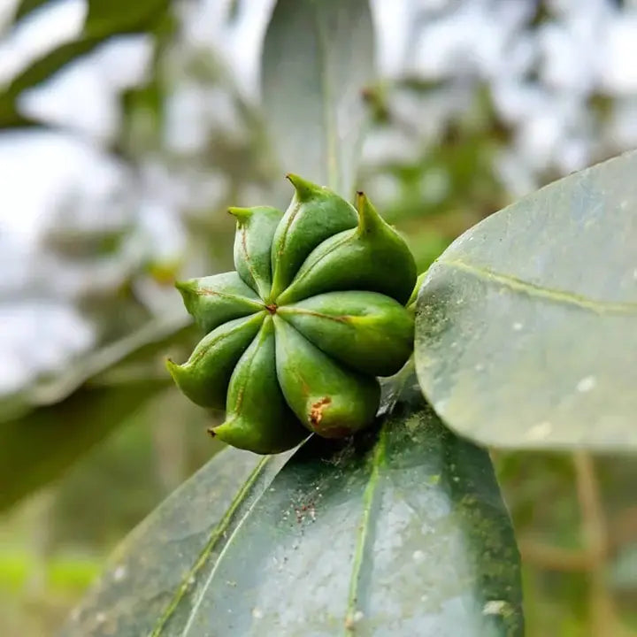 Five Spice - Single Origin Spice & Seasoning Blend