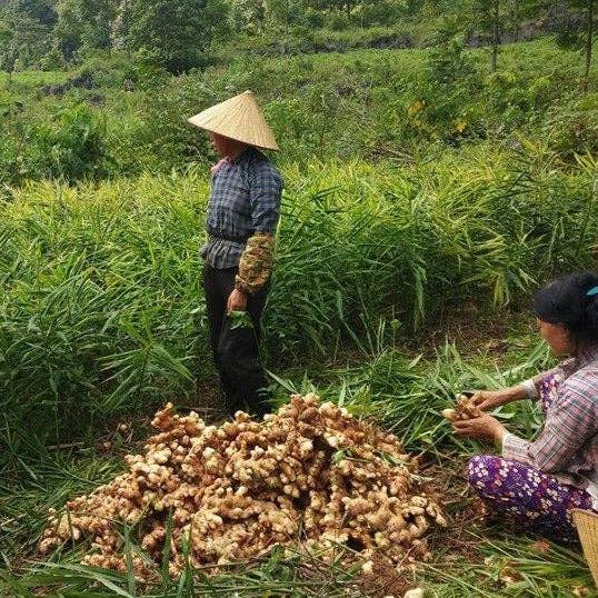 Buffalo Ginger - Single Origin Spice & Seasoning