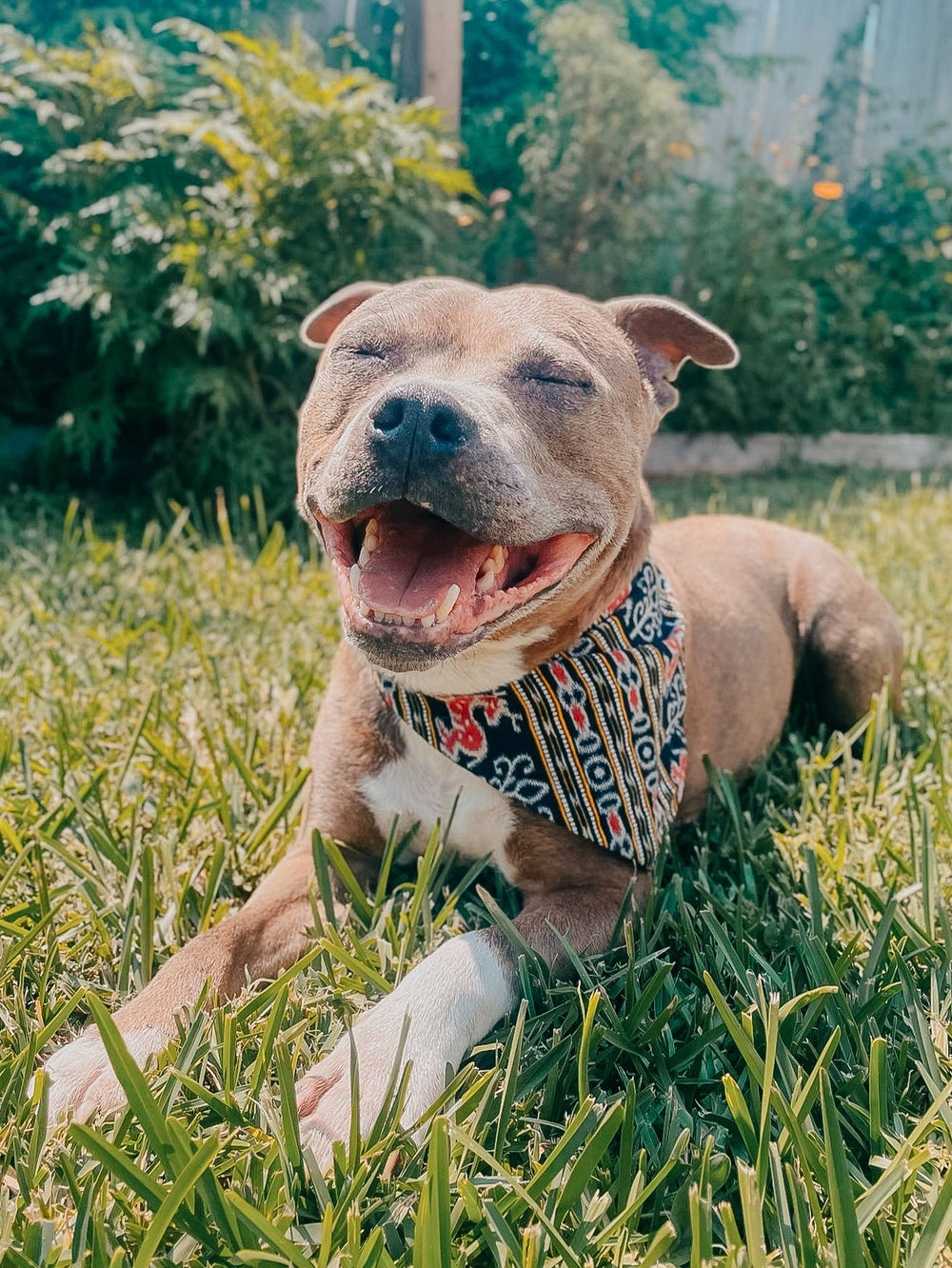 Saree Pet Bandana