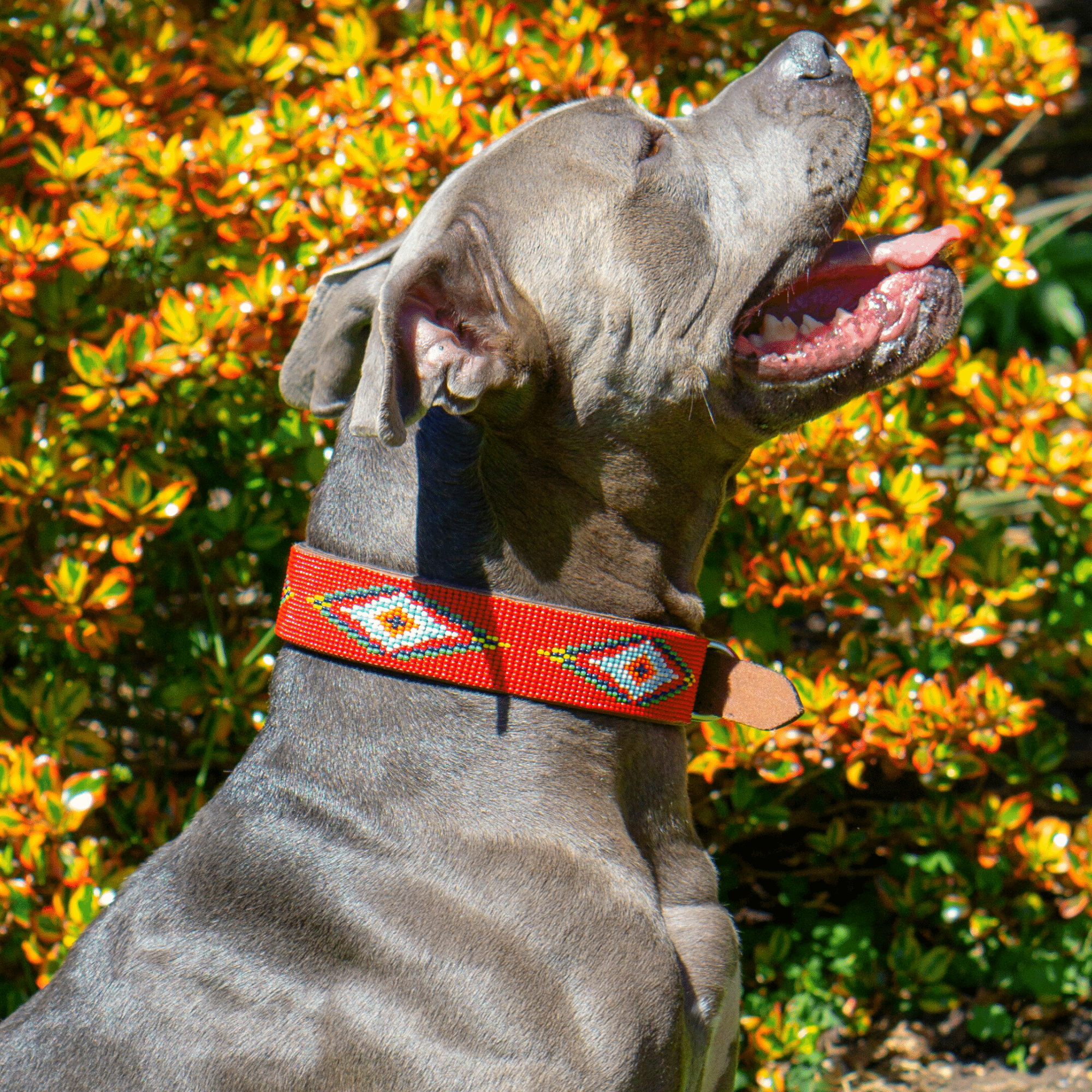 Red Vogue Sambboho dog collar