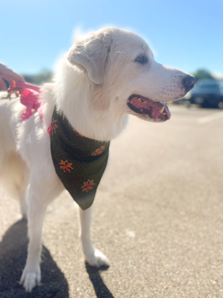 Saree Pet Bandana