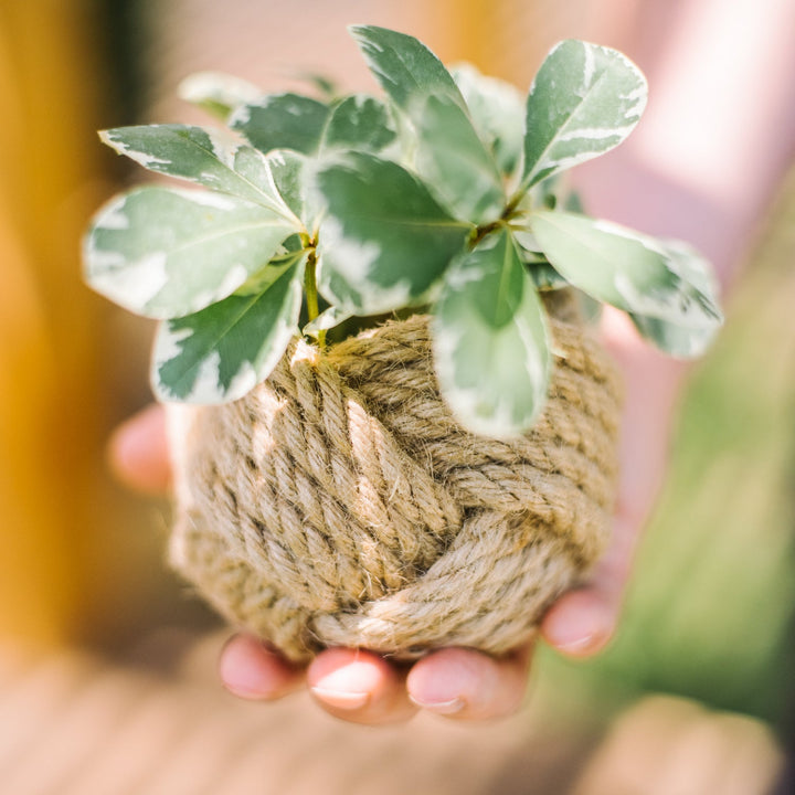 Mini Unbound Planter Jute