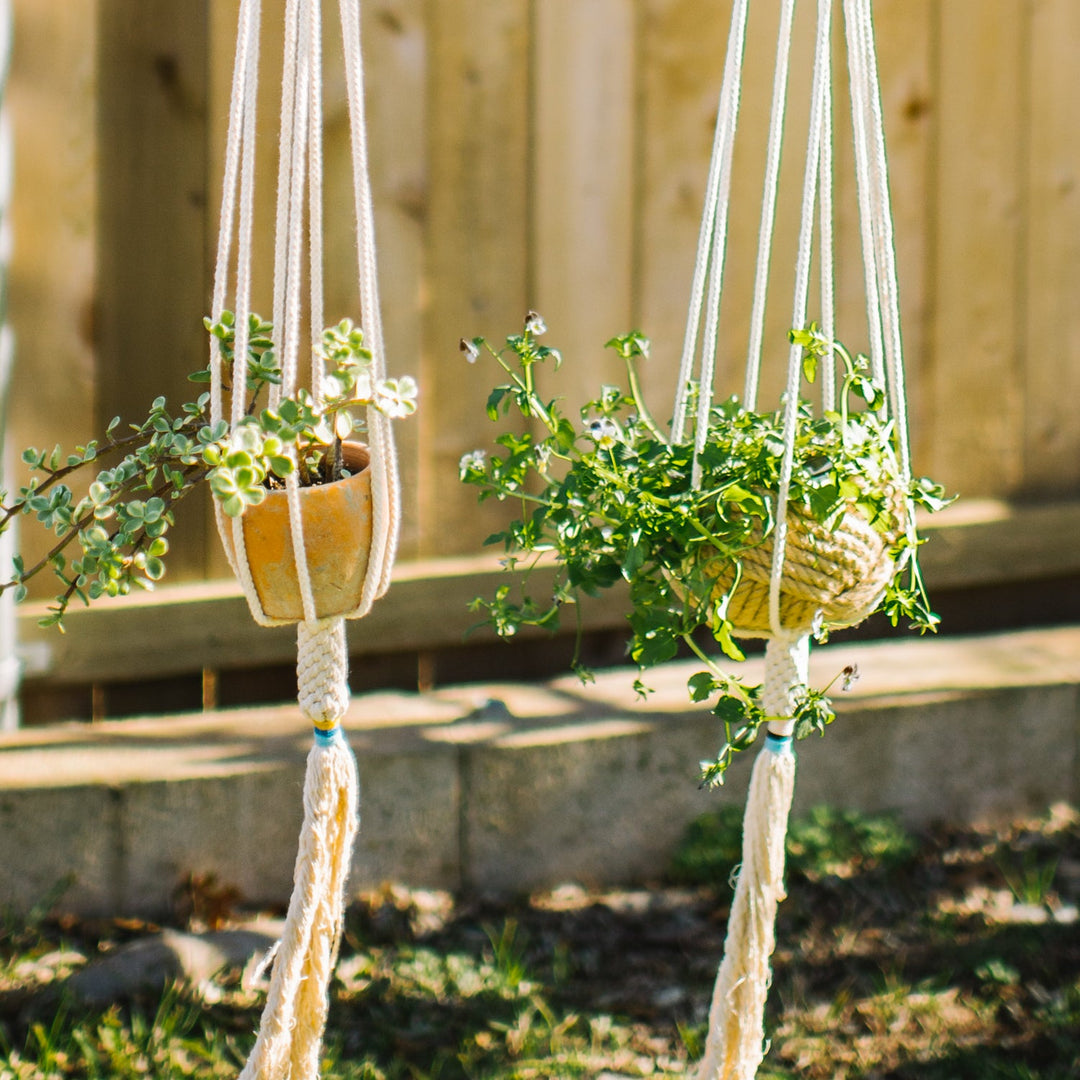 The Dignity Plant Hanger - Blush