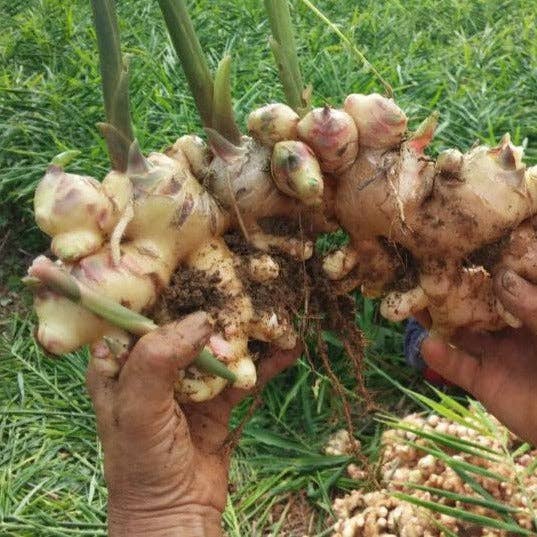 Buffalo Ginger - Single Origin Spice & Seasoning