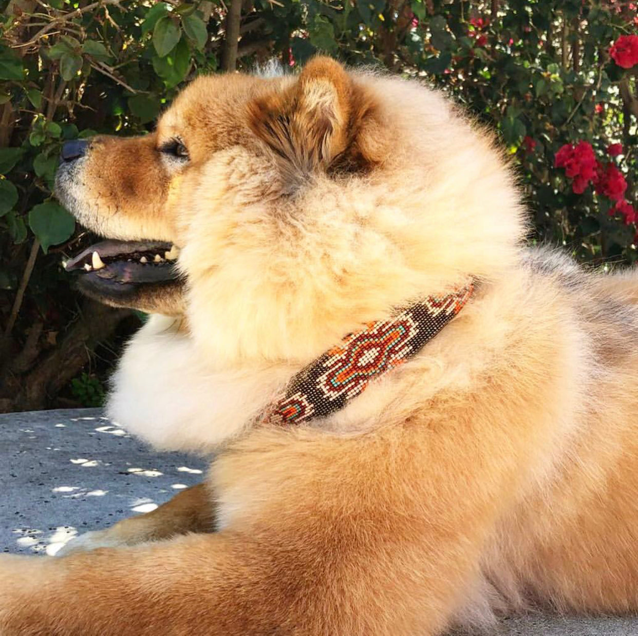 Boho Chic Sambboho dog collar