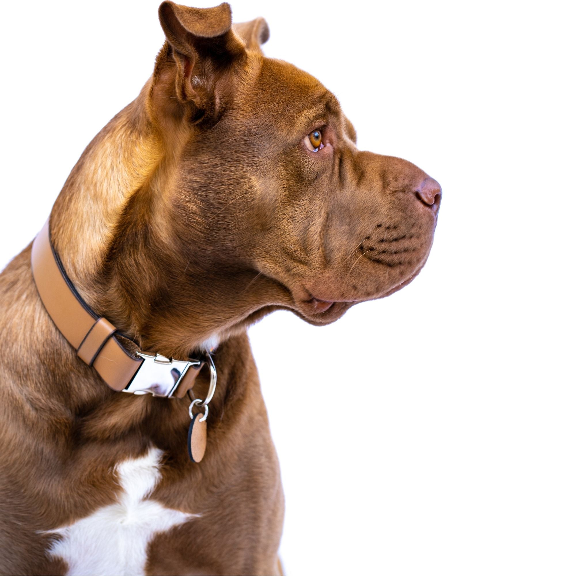 Bahamas dog collar (quick release)