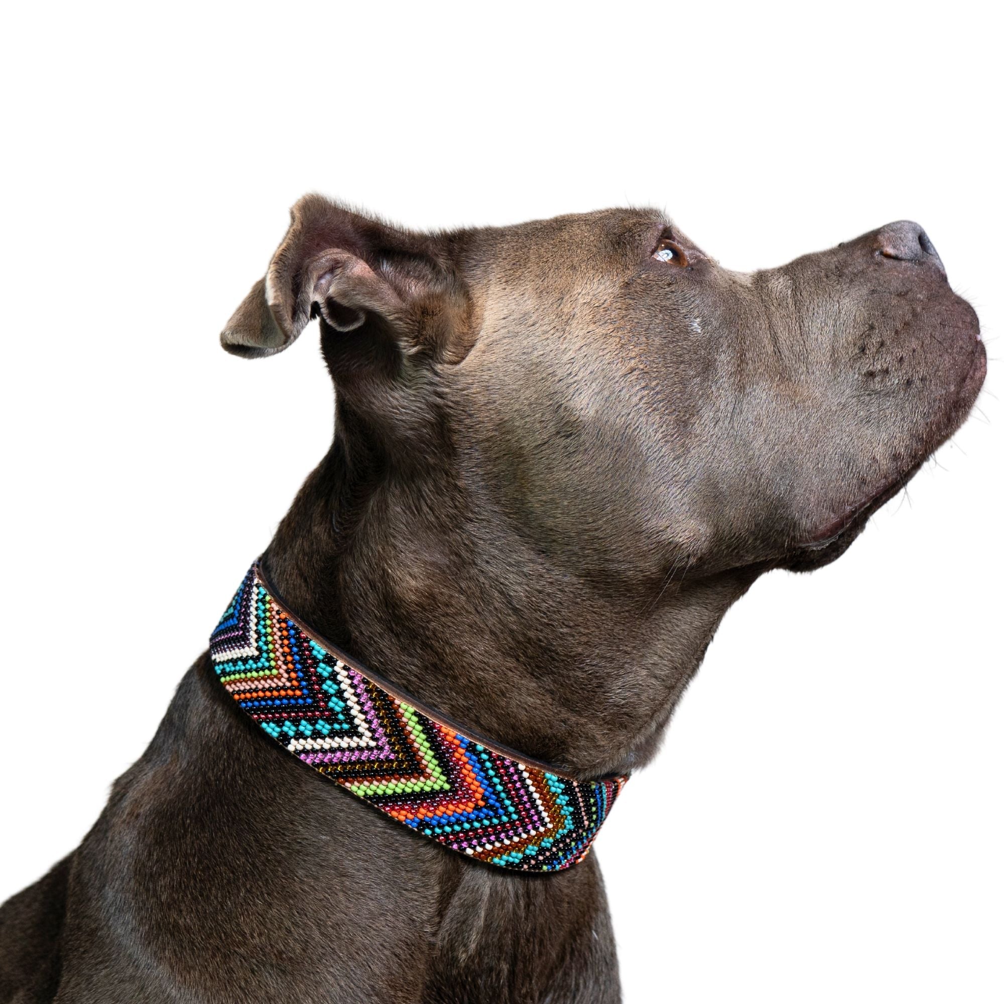 Bixie Sambboho dog collar