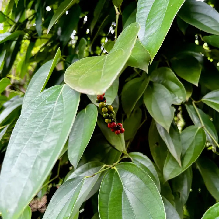 Chai - Single Origin Spice Blend