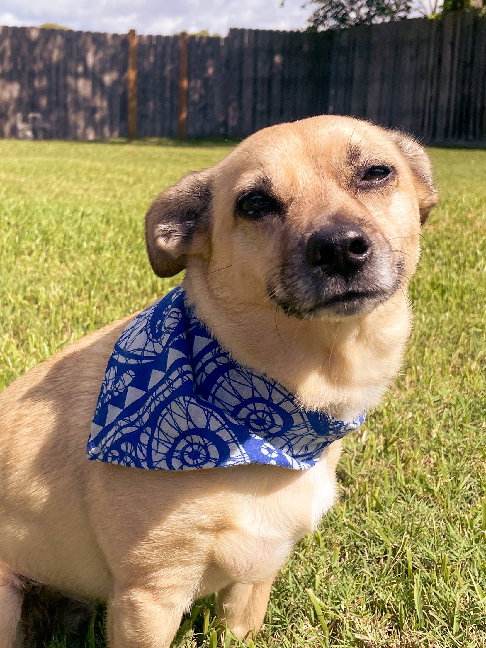Saree Pet Bandana - Large