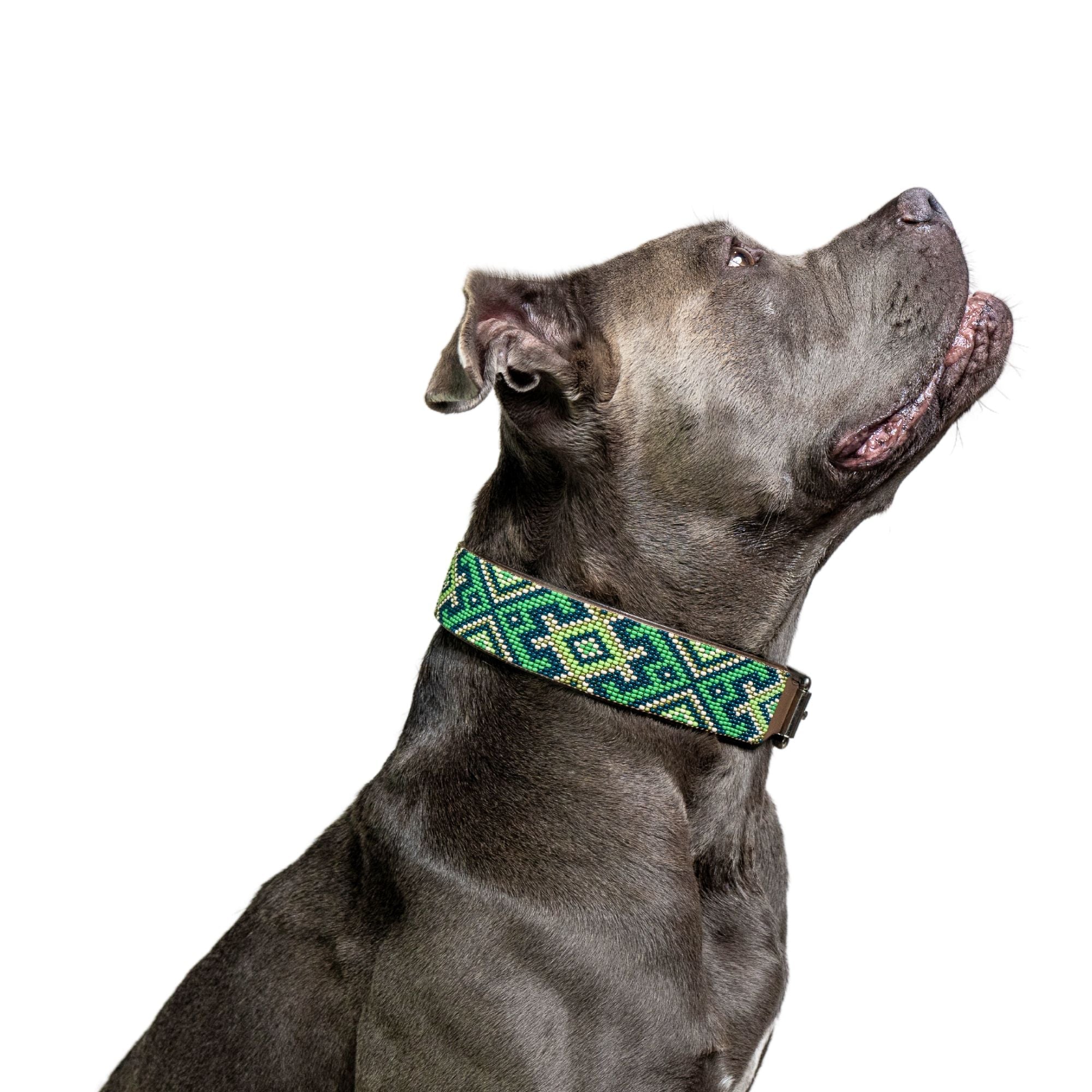 Lucky Sambboho dog collar