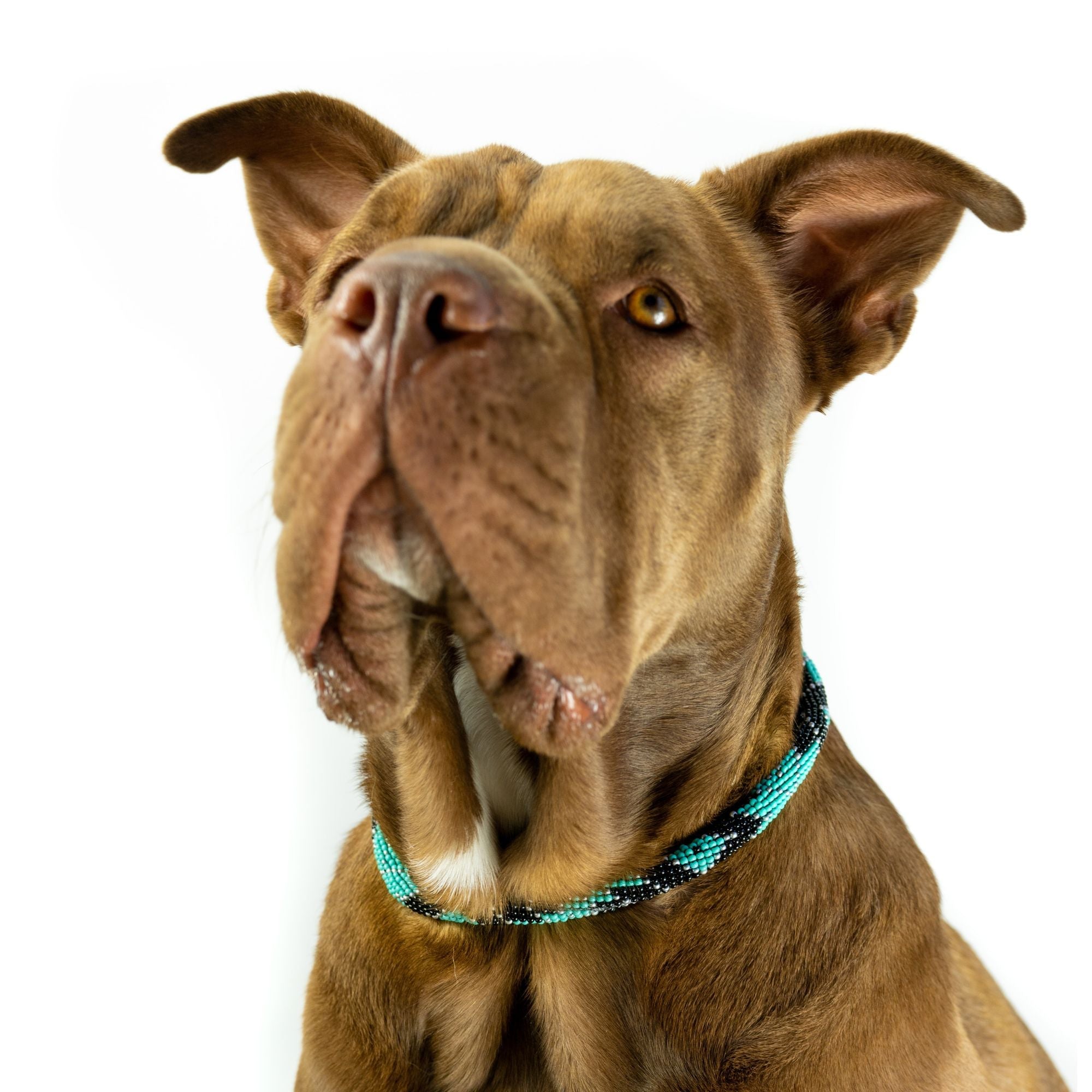 Saint Barth Sambboho dog collar (rolled)